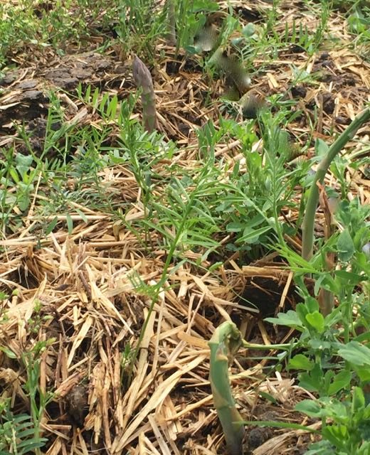 Asperges en terre - 1 (1)