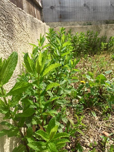 Menthe terre - 1