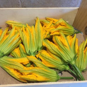 fleurs de courgettes - 1